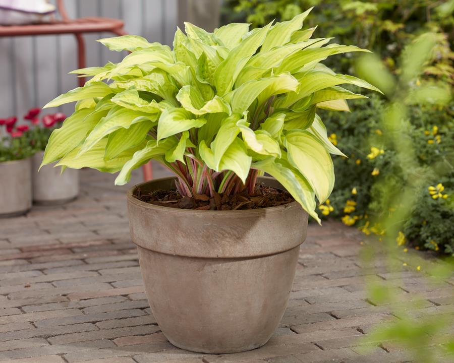 Hosta Lipstick Kiss