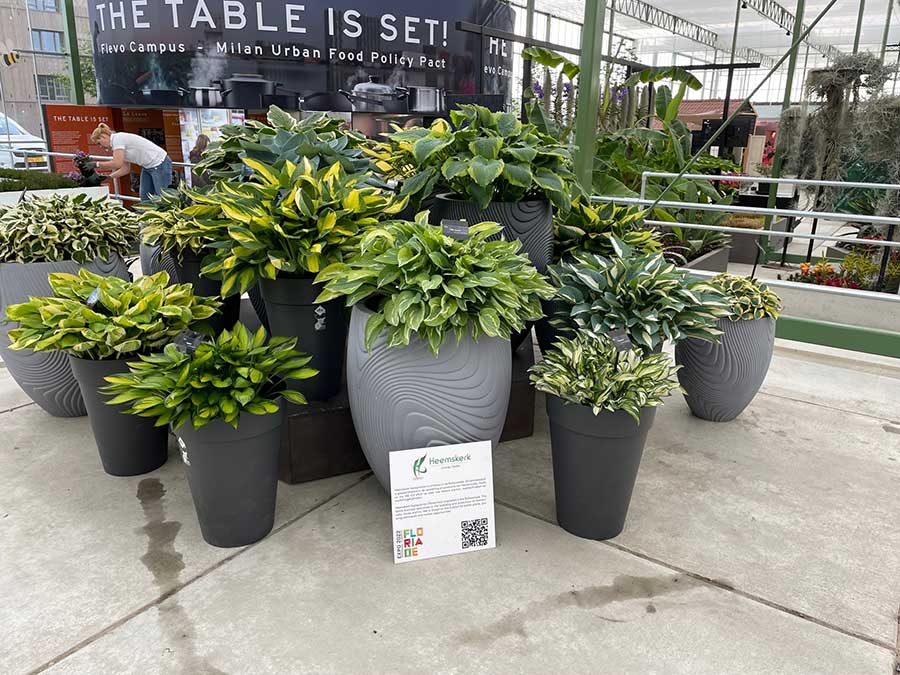 Floriade Hosta Display