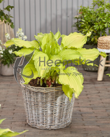 hosta first dance