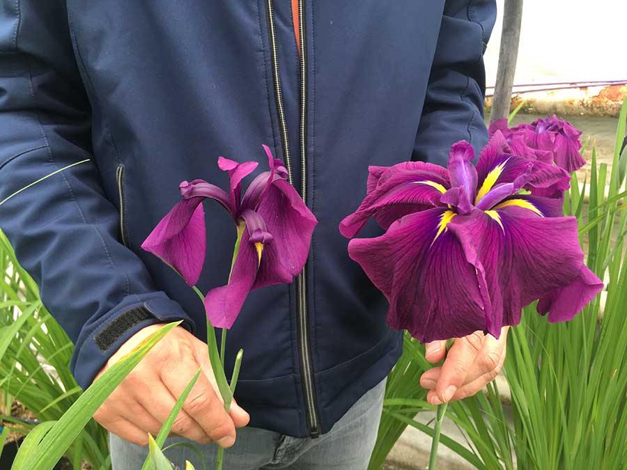 iris ensata